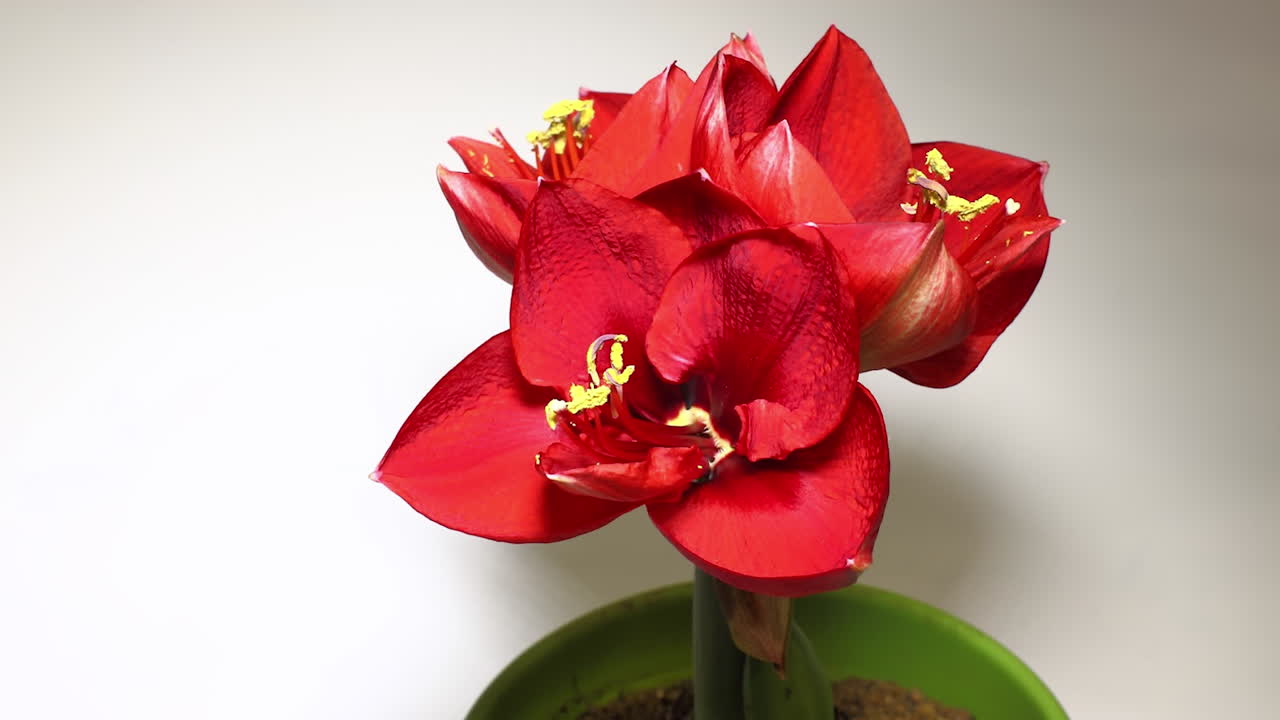 Timelapse lento repetible de flores de Amaryllis rojas abriéndose, con estambre y pétalos enfocados.