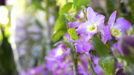 hermosas flores ornamentales de orquídeas lilas en el jardín interior