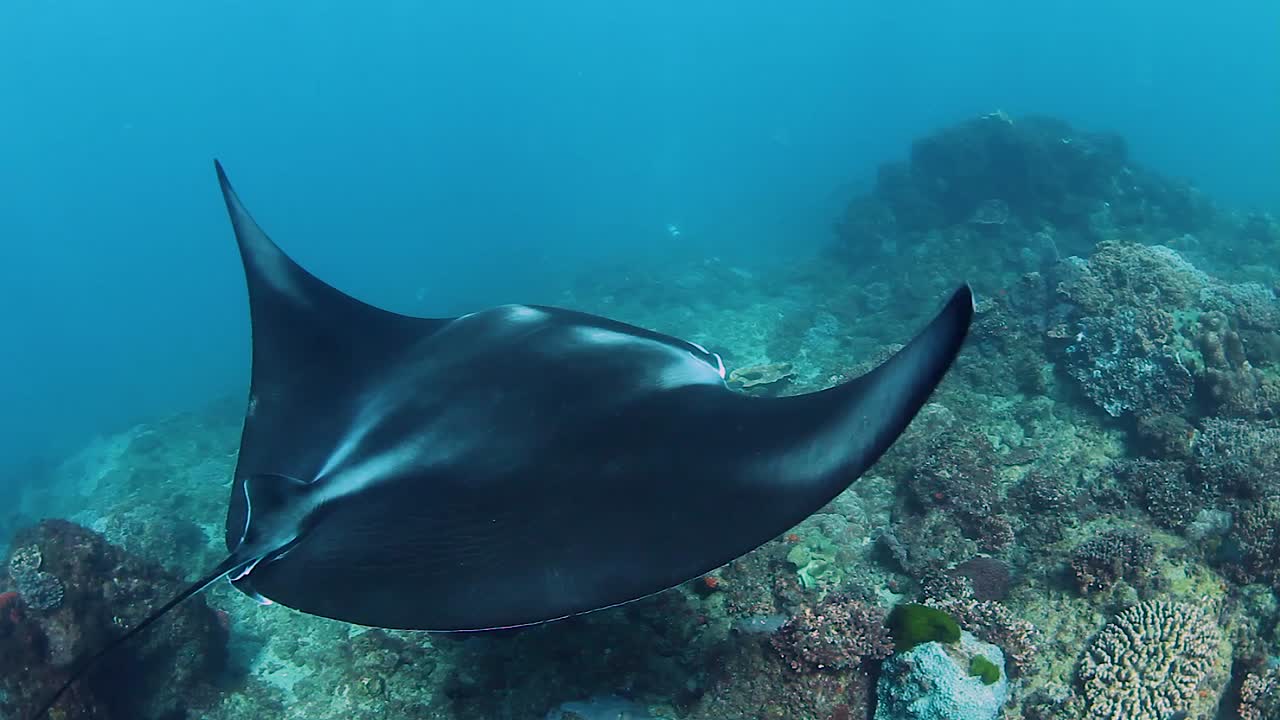 una mantarraya gigante nadando sobre un arrecife colorido