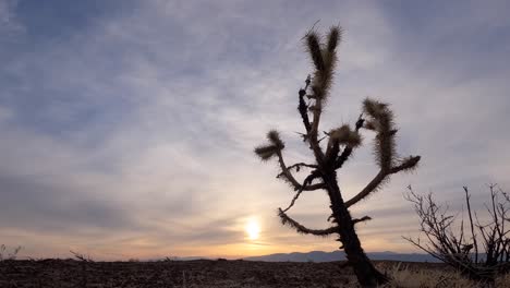 una colorida puesta de sol sobre el árido paisaje del desierto de mojave con un árbol de joshua en primer plano - lapso de tiempo