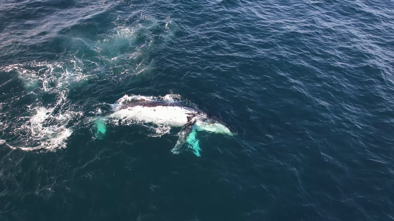 Humpback Whale In Ocean Rolls On Its Back While Swimming