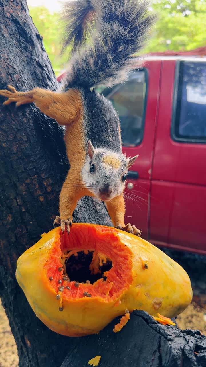 Scoiattolo variegato che mangia un frutto di papaya maturo su un ramo. Uno scoiattolo colorato che consuma un frutto di papaya arancione in un ambiente tropicale con uno sfondo sfocato