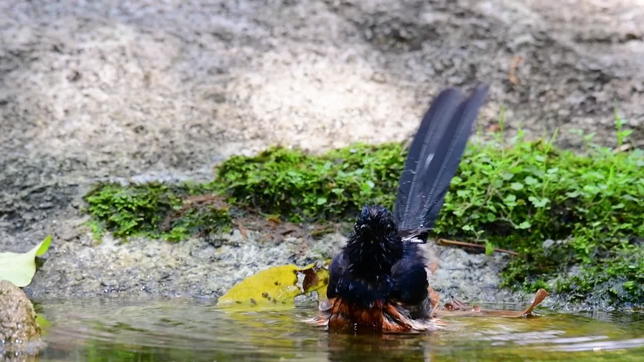 더운 날 숲에서 목욕하는 흰 엉덩이 샤마, copsychus malabaricus, 슬로우 모션