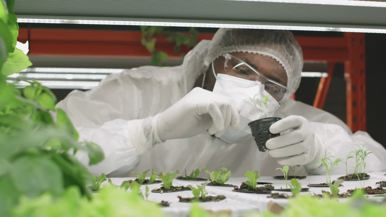 Agronomic Engineer Examining Lettuce Seedlings in Pots