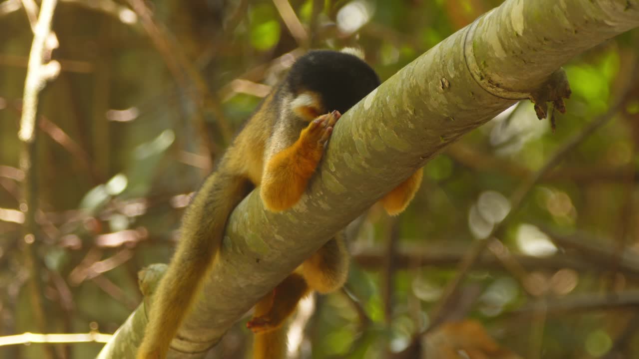 A black-capped squirrel monkey lounges on a tree branch, captured in close-up in Peru’s rainforest.