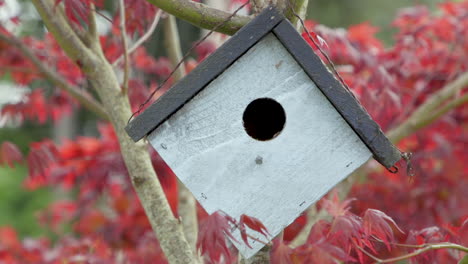 Panning-left-to-right-to-birdhouse-hanging-on-Japanese-Maple-tree-branch-in-the-breeze