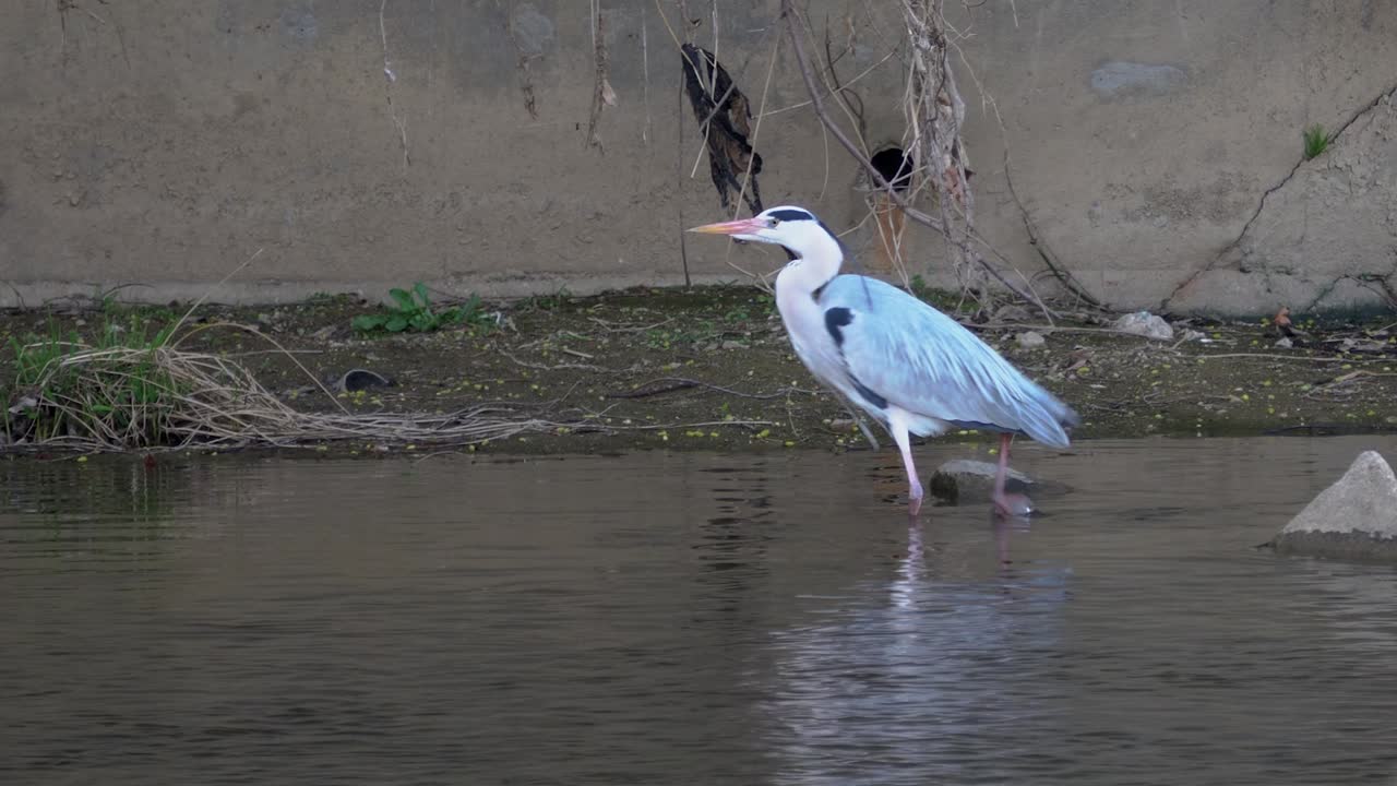 한국 서울 양재천의 얕은 물에서 걷는 회색 헤론 - 와이드 샷
