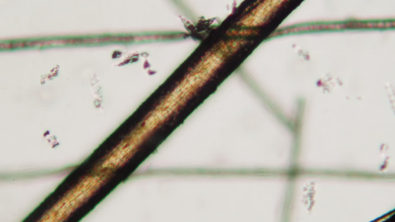 Microscopic View of Hair Fibers Under Magnification