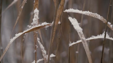 Planta-De-Hierba-De-Primer-Plano-Bajo-La-Nieve-En-Cámara-Lenta,-Luz-Al-Final-De-La-Tarde