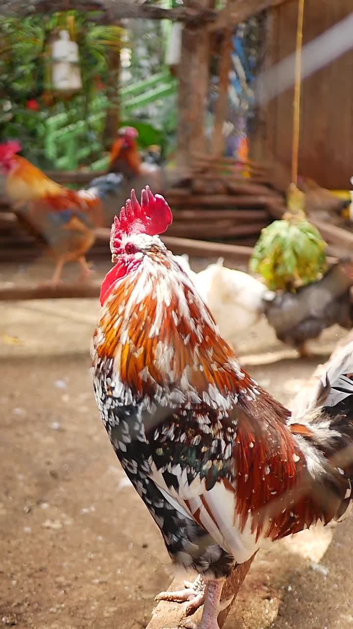 A rooster stands alert inside a rustic chicken coop, showcasing natural textures and farm life. Perfect for agricultural content, documentaries, rural storytelling, and nature-focused media