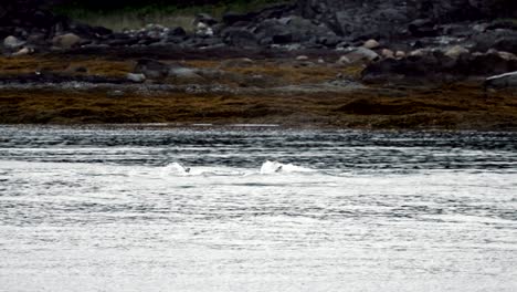 humpback whale dives in the harbor with a last view of its fluke tail