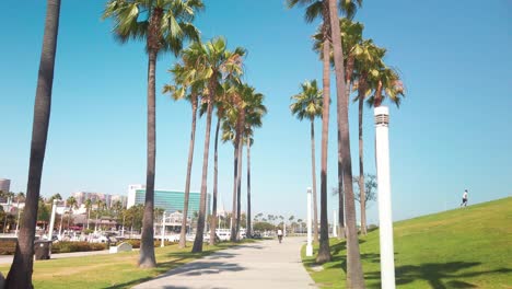 tilt up from guy on a bicycle to palm trees moving with the warm summer breeze