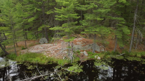 Dolly-Right-Shot-Green-Forest-Riverside-With-Reflection-on-the-Calm-Water