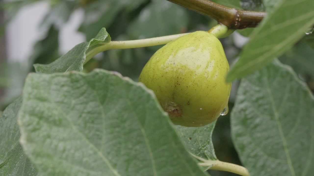 higos amarillos maduros en un arbusto de higos balanceándose el viento en la lluvia