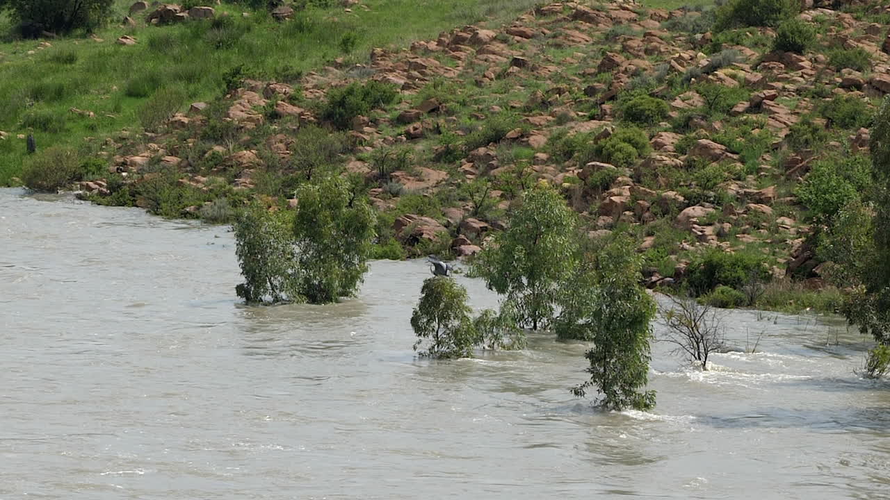 la garza gris aterriza en la parte superior del árbol a lo largo de la costa inundada del río fangoso