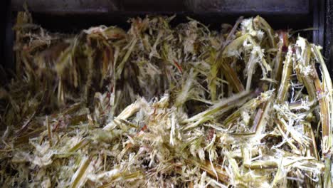 sugarcane bagasse leftovers after being pressed at sugar cane pressing machine