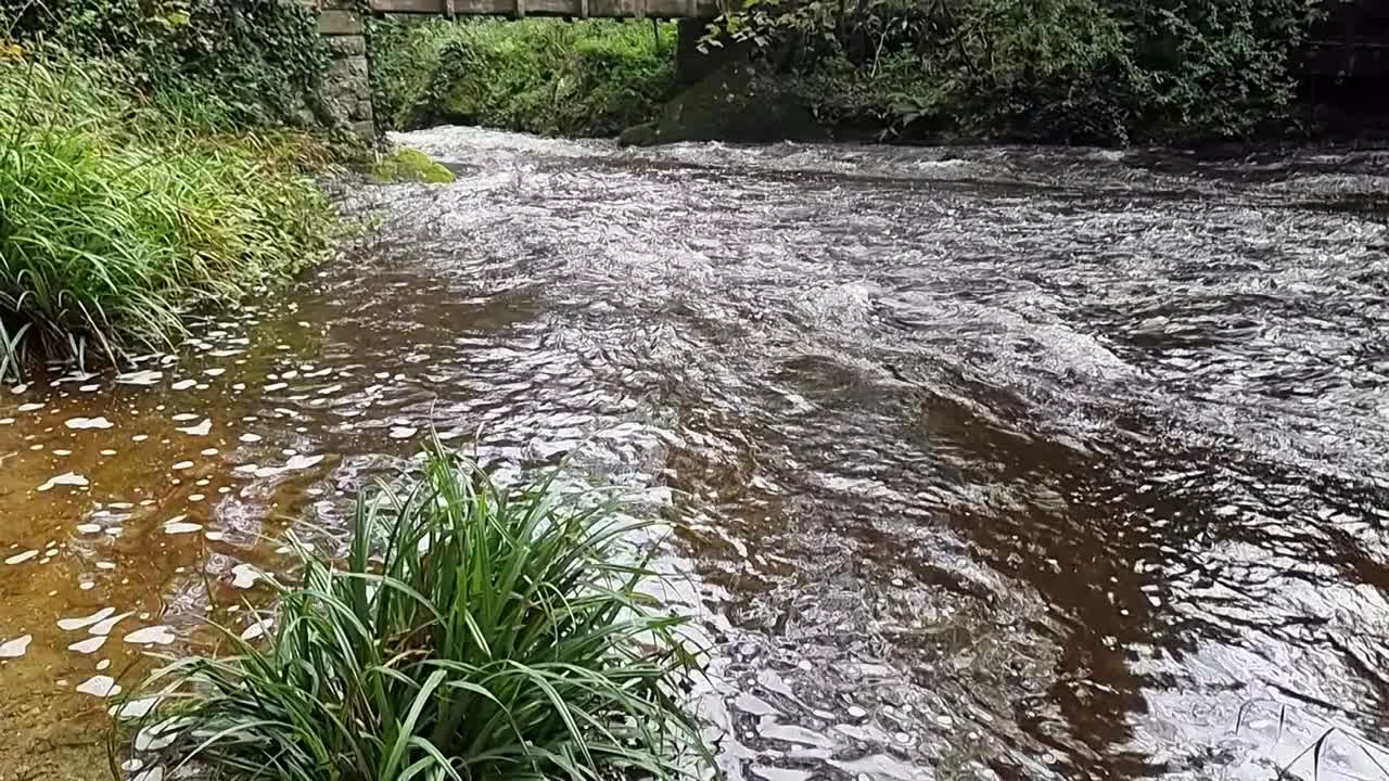 cámara lenta pesada de flujo rápido inundado bosque río en cascada a través del follaje del bosque exuberante