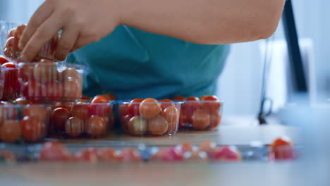 empleado de la fábrica clasificando tomates comprobando la calidad del producto en la cinta transportadora