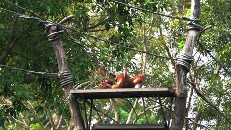 two hungry and playful great apes orangutan fighting for food on the platform at singapore zoo, southeast asia, handheld motion shot