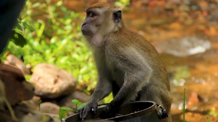 Little monkey taking and delighting in treats from steel vase near a creek in Sumatra, Indonesia - Medium close up tracking shot