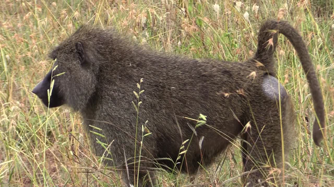 높은 풀밭에서 남성 올리브 개코원숭이 마초