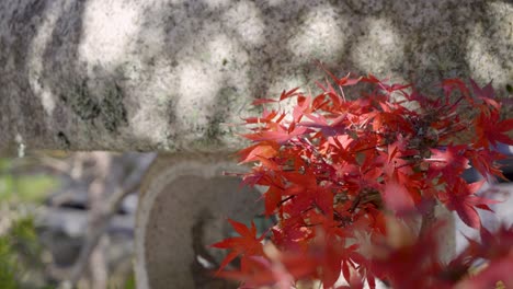 slow motion close up over fall colors against japanese stone pillar