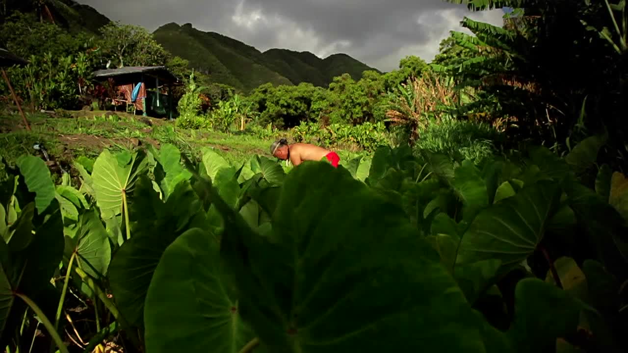 열대 섬의 들판에서 일하는 노동자들의 총격
