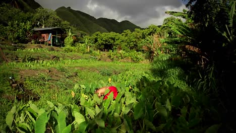 Rising-shot-of-workers-in-a-field-on-a-tropical-island