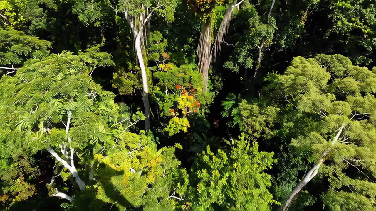 Lush Green Rainforest Canopy