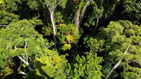 lush green rainforest canopy
