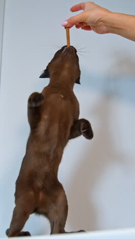 burmese kitten owner lifts goodies above cats head. cat stands on back paws. cute pet of chocolate color. vertical video