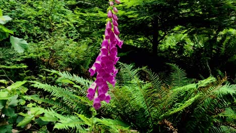 camera going up a purple foxglove surrounded by ferns is fondled by a small child's hand