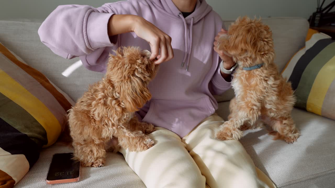 Donna che offre snack a due adorabili cuccioli su un divano