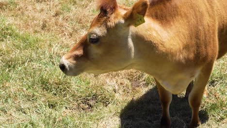 close shot of brown cow eating grass in field