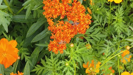 Butterfly-Milkweed-with-bees-pollinating-in-slow-motion