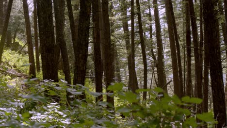 Shot-in-the-forest-of-the-trunks-of-pines-on-a-summer-day