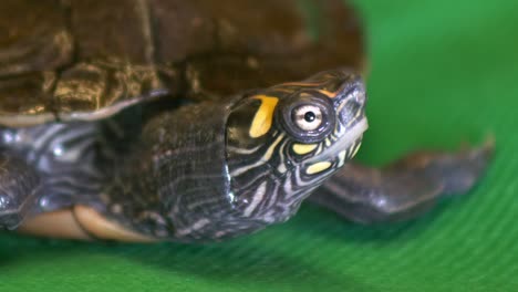 cerca de una tortuga de mapa de aspecto desconcertado en un paño de tela verde para la pantalla verde