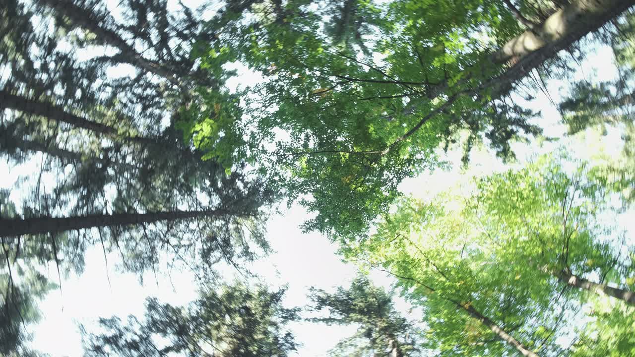 Clear sky above coniferous forest with shining sun beams