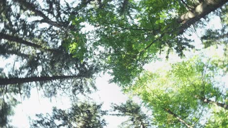 clear sky above coniferous forest with shining sun beams