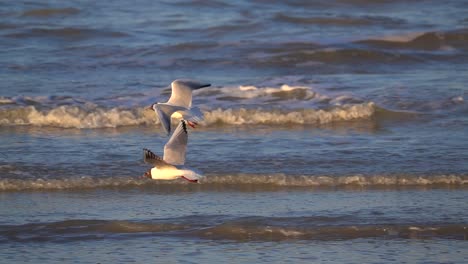 A-clip-of-a-few-seaguls-flying-over-an-ocean