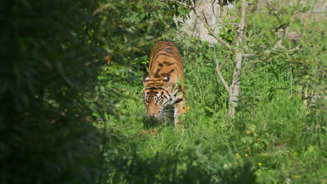 sumatran tiger female walking through green grass in zoo habitat with cub nearby in the sun