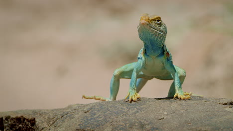 low angle collared lizard on rock looks towards camera and stands up