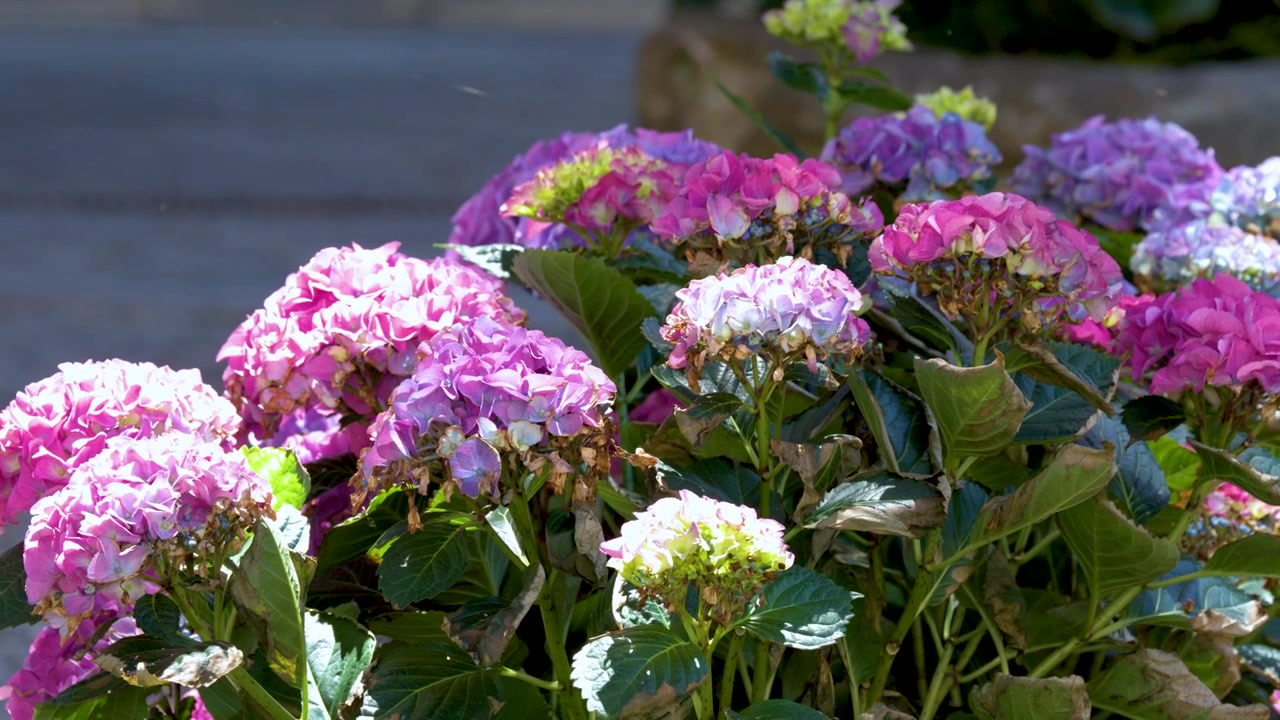 Vibrant pink and purple hydrangea macrophylla blossoms sway gently in bright summer sunlight outdoors.