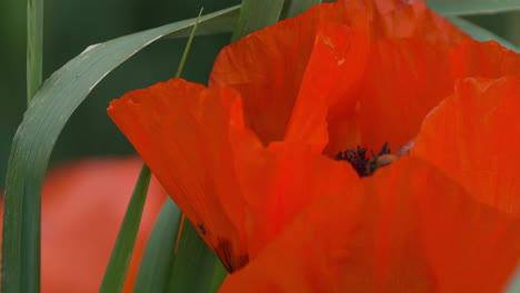 Extreme-Nahaufnahme-Der-Biene,-Die-Aus-Der-Roten-Orientalischen-Mohnblume-Hervorgeht