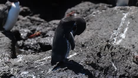 close up of galapagos penguin on rock preening on a sunny day