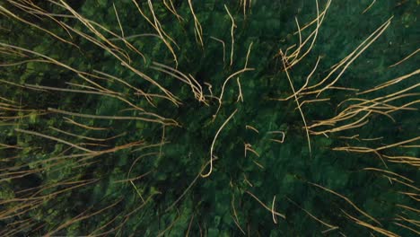 dry reeds on crystal emerald water of lake seen from above, abstract copy space