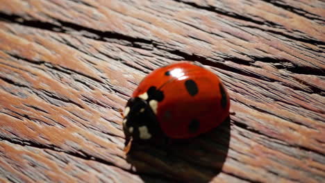 ladybug on wooden surface