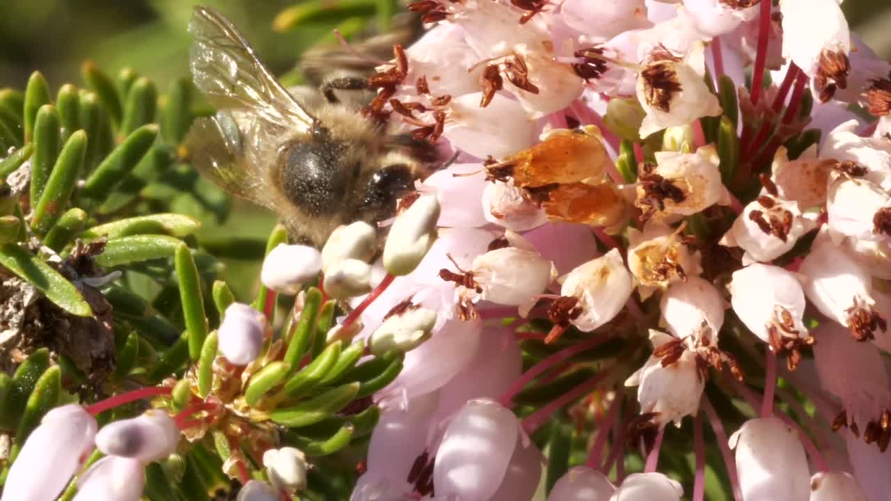 분홍색 꽃, 화창한 날, 핸드헬드에 꿀을 빠는 꿀벌의 매크로 세부 사항