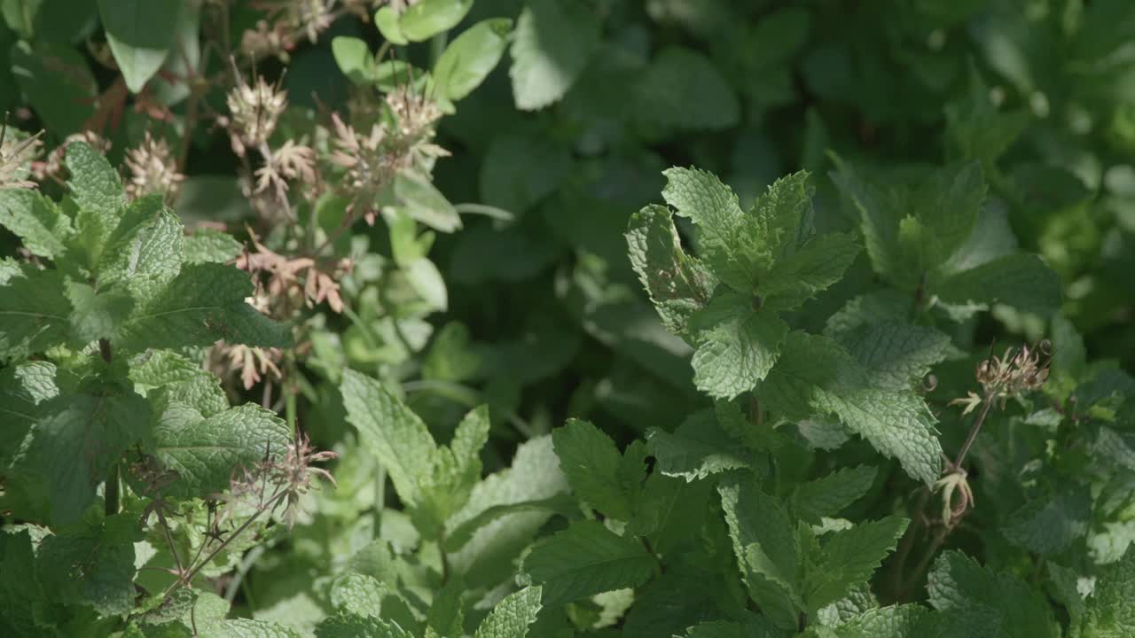 cerca de la mano frotando hojas de menta en el jardín comunitario