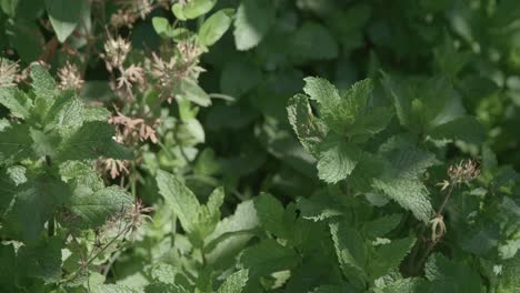 Nahaufnahme-Der-Hand,-Die-Minzblätter-Im-Gemeinschaftsgarten-Reibt